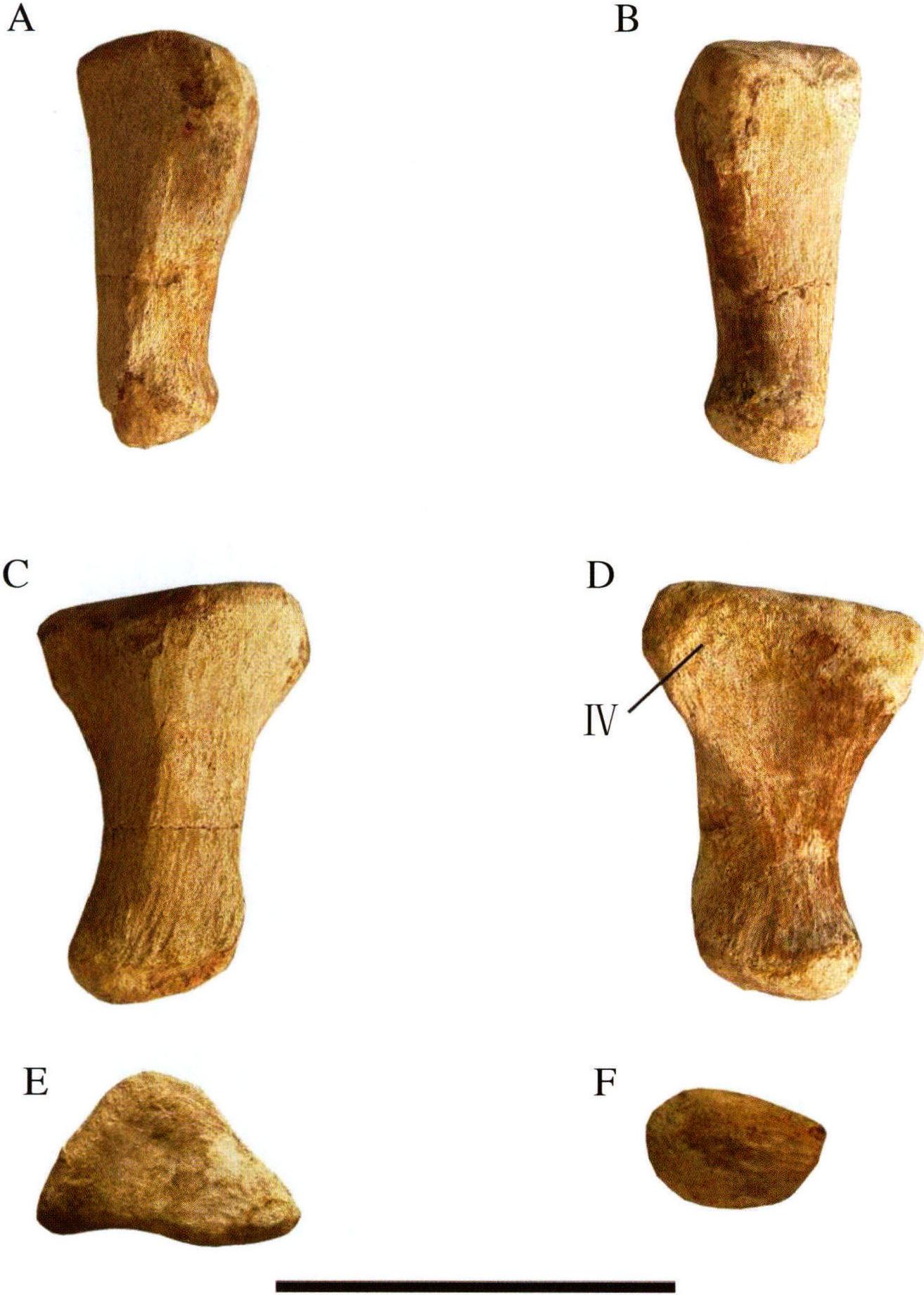 图版67 苏氏巧龙右第五跖骨 (IVPP V17768.293)